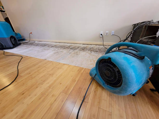 Professional Water Damage Repair technician working in Springfield, MN